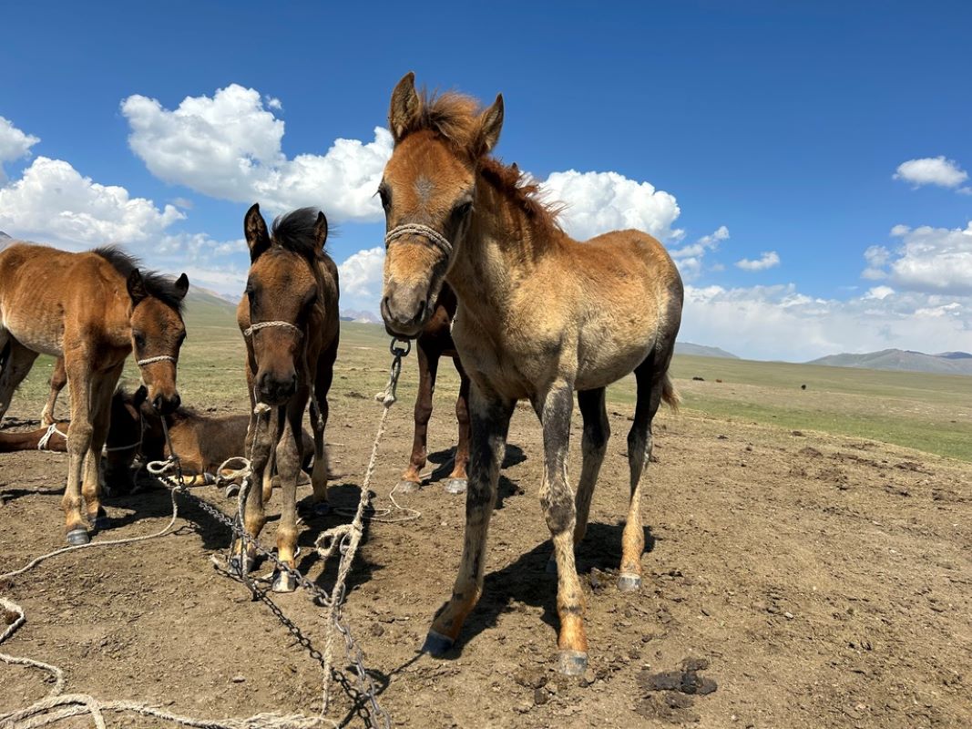 Tours Kyrgyzstan, Silk Road, Tours Central Asia, Horse riding tour, Kyrgyzstan, Trekking tour, Altyn Arashan, Issyk-Kul lake, Son-Kol lake