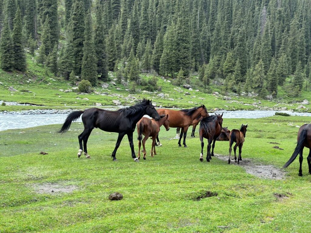 photo of horses in Kyrgyzstan