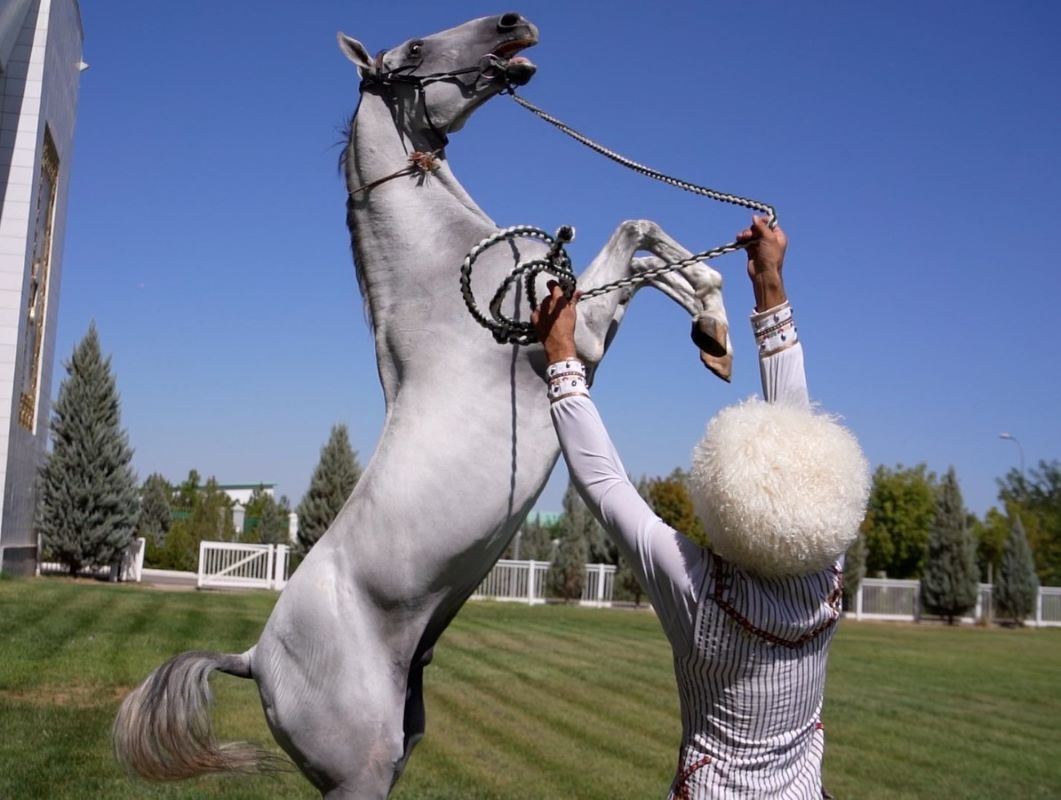 Photo of Akhal teke horse jumping