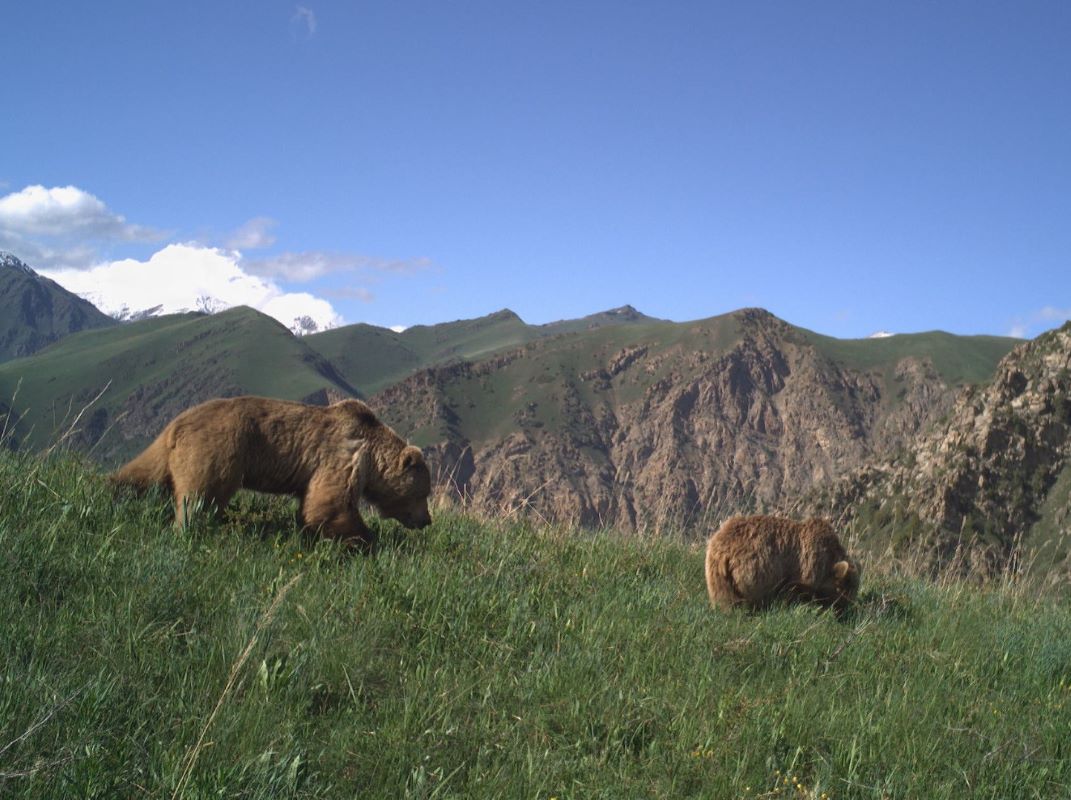 Bear in Kan Achu. Kyrgzystan