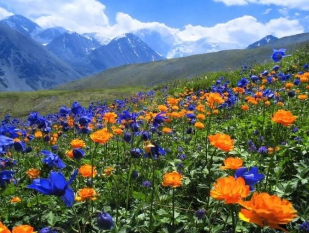 picture of flowers in Nature of Kan Achuu