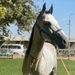 photo of Turkmen Akhal-Teke Horse