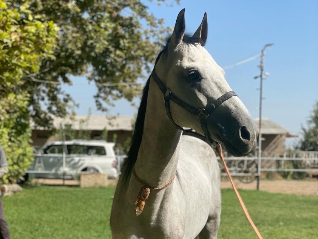 photo of Turkmen Akhal-Teke Horse