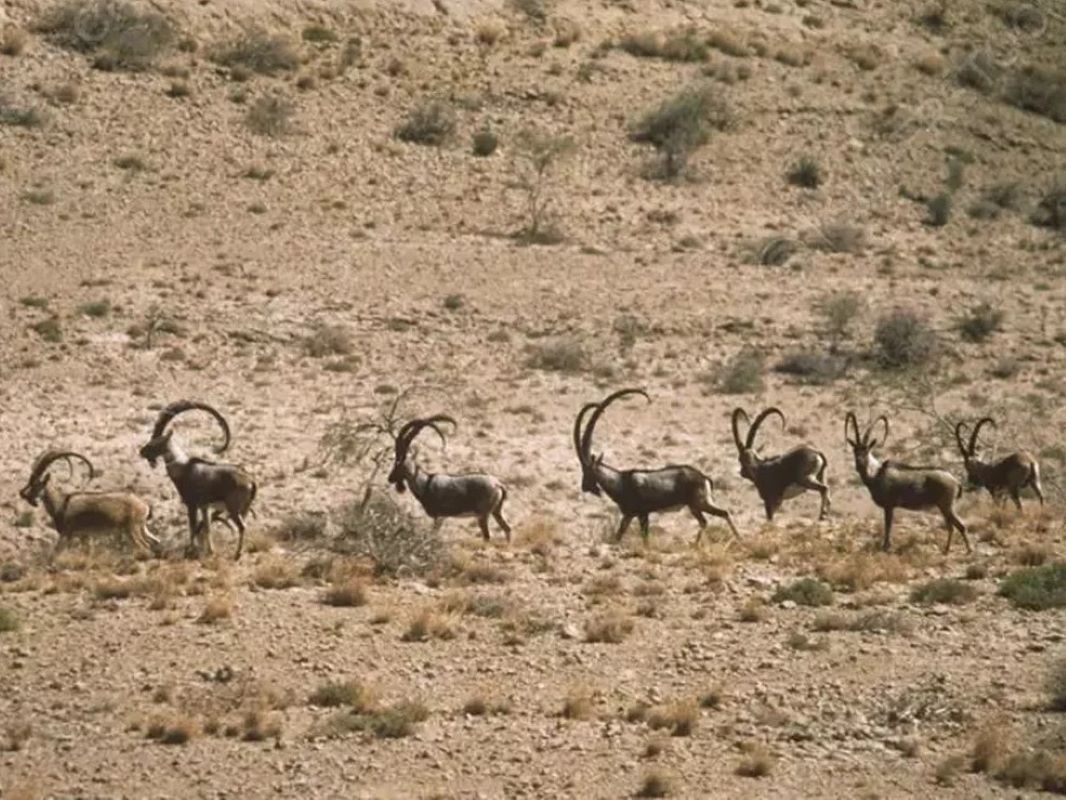 photo of goats in Turkmenistan