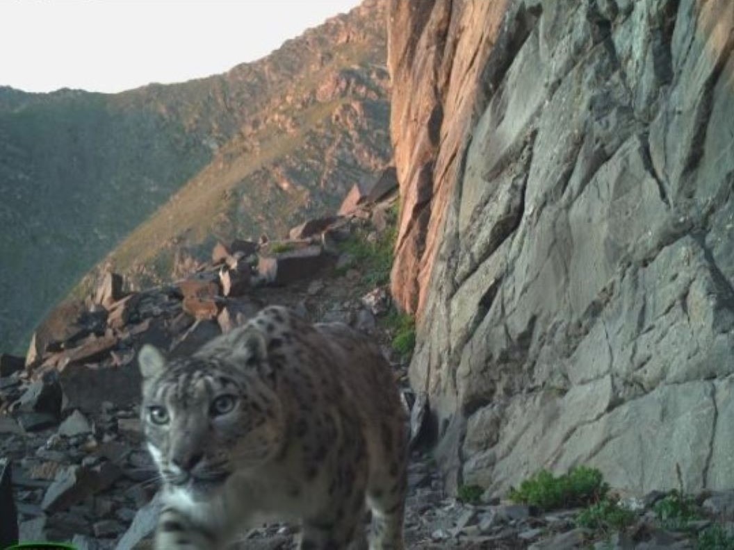 wild photo of leopard in Kan Achuu