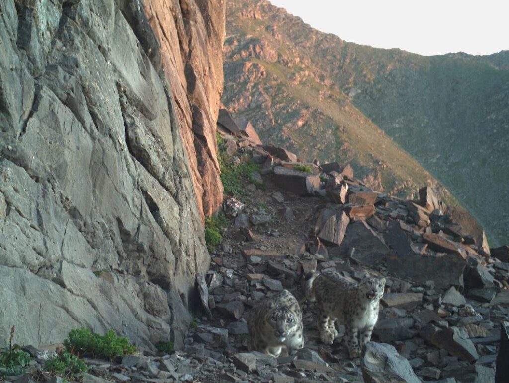 phot of leopard in Kan Achuu Kyrgyzstan. Jalal Abaq