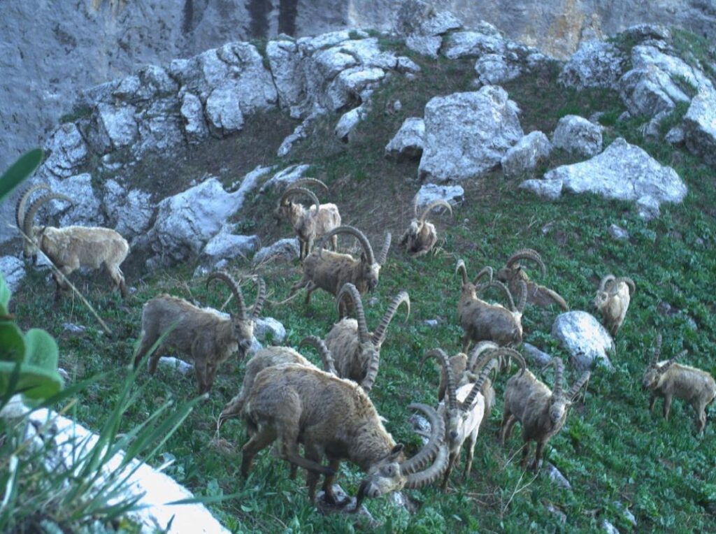 photo of mountain goat in Kan Achuu National park. Kyrgyzstan