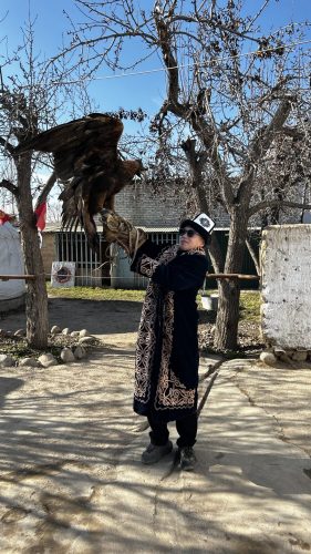 Eagle hunting show Kyrgyzstan